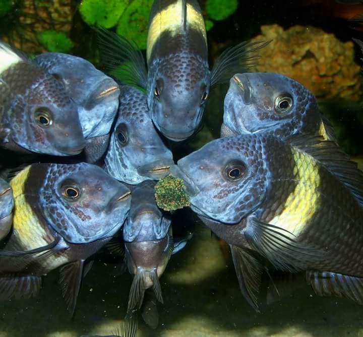 Tropheus duboisi 'Maswa'